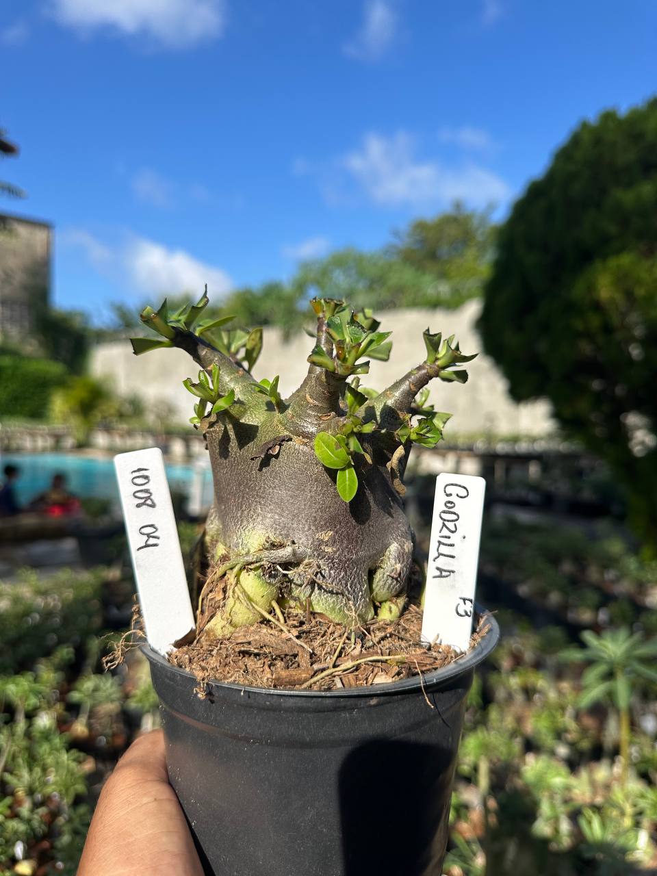 1008 04 Arabicum Dhofarense Tigrada