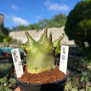 1008 06 Arabicum Brutus