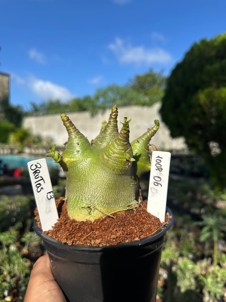 1008 06 Arabicum Brutus