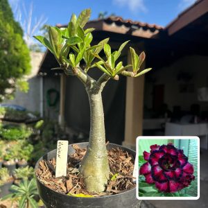 1008 06 Big Caudex Ilusion