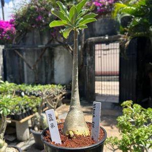 1008 07 Anaconda Nebula RDF