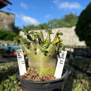 1008 07 Arabicum Tank