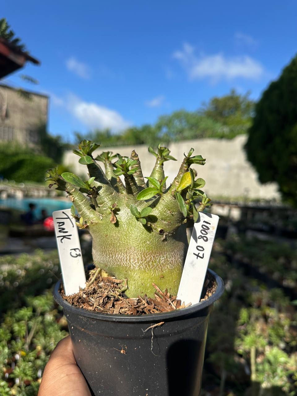 1008 07 Arabicum Tank