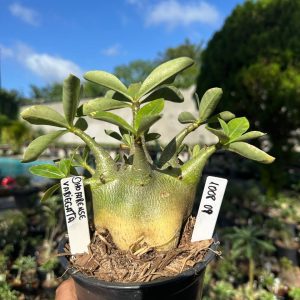 1008 08 Arabicum Dhofarense Variegata