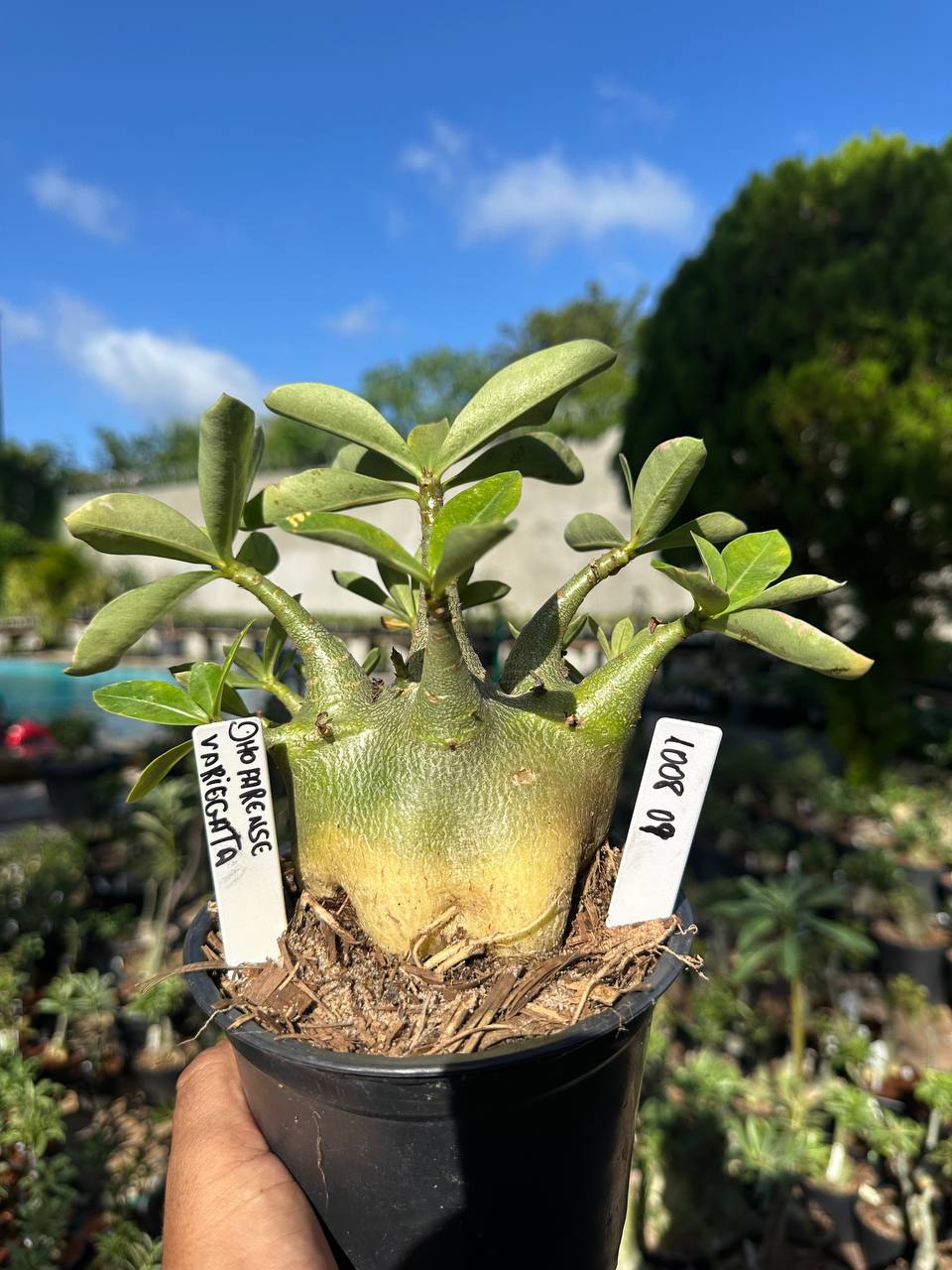 1008 08 Arabicum Dhofarense Variegata