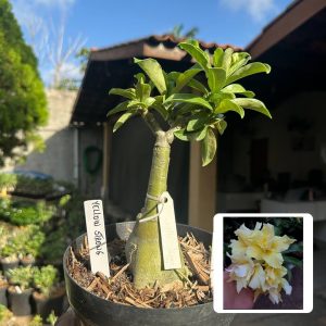 1008 08 Big Caudex Yellow Strong