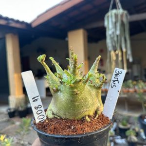 1008 11 Arabicum Brutus