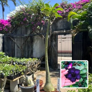 1008 12 Anaconda Indigo Glaze