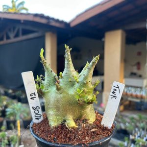 1008 12 Arabicum Tank