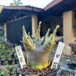 1008 13 Arabicum Green Pod