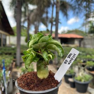 1008 23 Rosa do Deserto Medusa