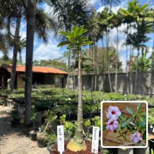 1008 32 Anaconda Petunia