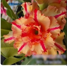 Avaria - Rosa do deserto Graciele - Imagem 2