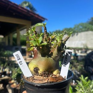 1108 01 Arabicum Dinossaur