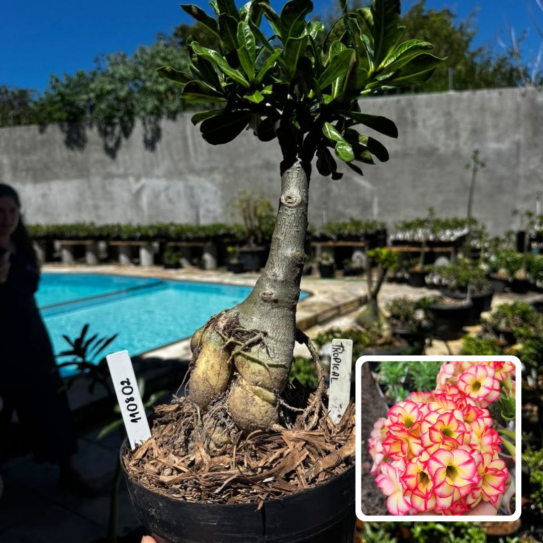 1108 02 Big Caudex Tropical