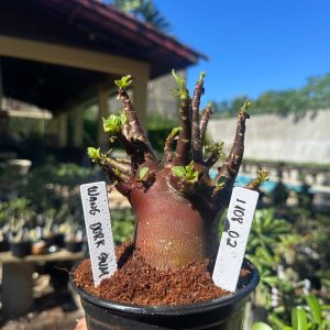 1108 02 Arabicum Wang Dork Dum Red