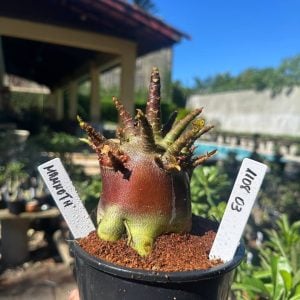 1108 03 Arabicum Mammoth Red