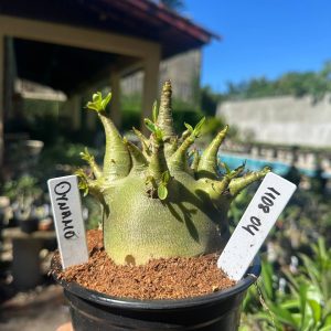 1108 04 Arabicum Dynamo
