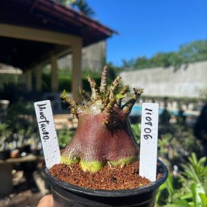 1108 06 Arabicum Minotauro Red