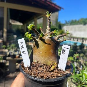 1108 07 Arabicum Lava