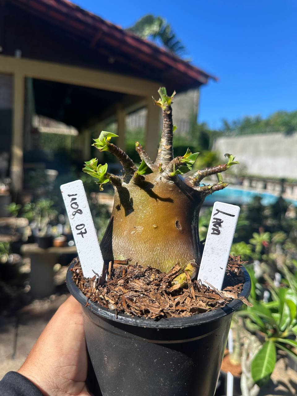 1108 07 Arabicum Lava