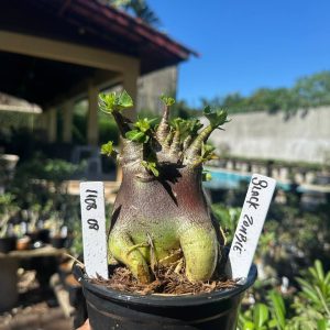 1108 08 Arabicum Black Zombie