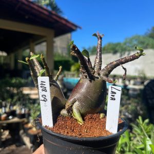 1108 09 Arabicum Lava