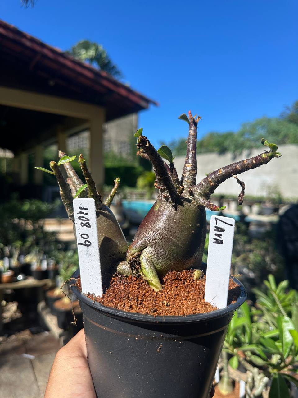 1108 09 Arabicum Lava