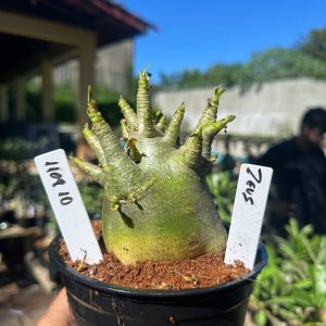 1108 10 Arabicum Zeus