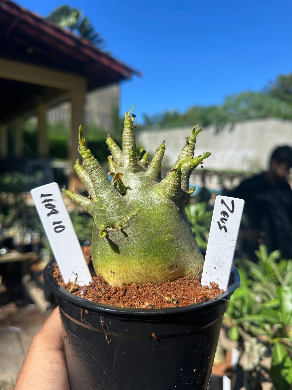 1108 10 Arabicum Zeus