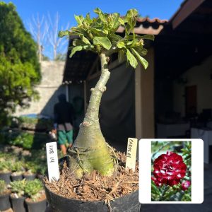 1108 13 Big Caudex Cardeal