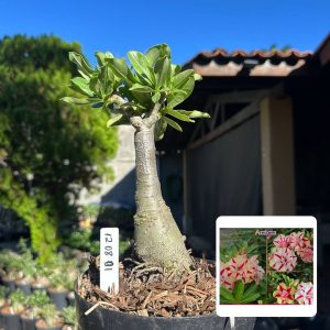 1208 01 Big Caudex Acacia