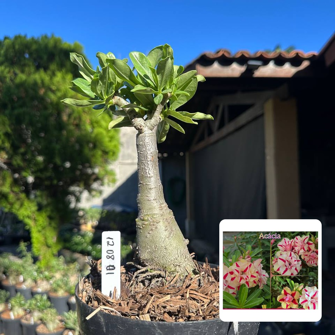1208 01 Big Caudex Acacia