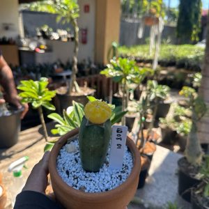 1208 02 Cacto Astrophytum Astérias Áurea Kiko