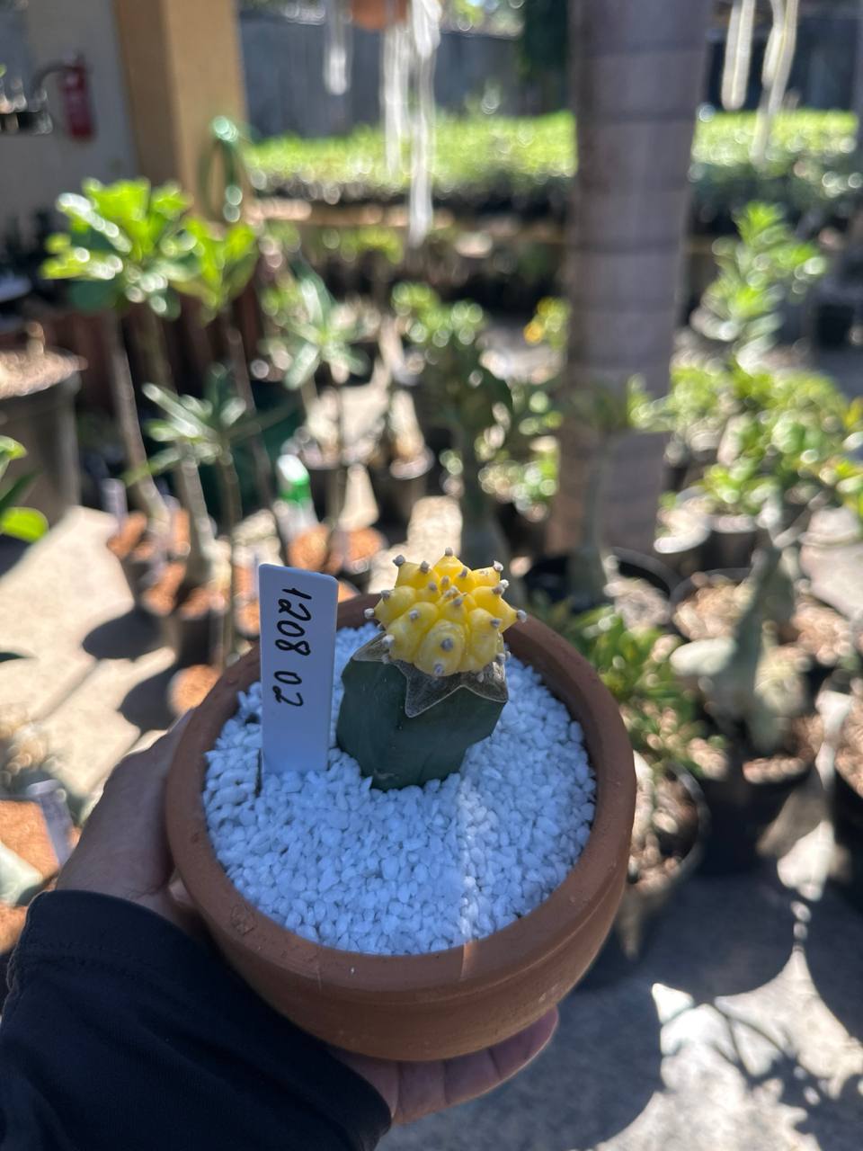 1208 03 Cacto Astrophytum Astérias Áurea Kiko