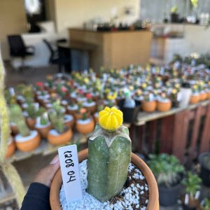 1208 04 Cacto Astrophytum Asteria Nudum