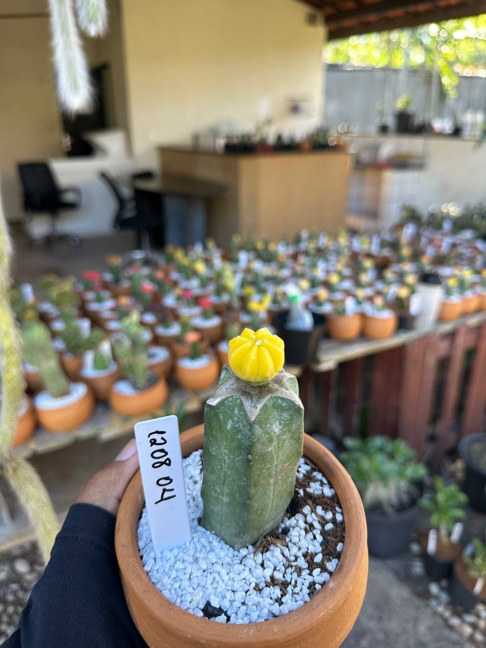 1208 04 Cacto Astrophytum Asteria Nudum
