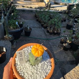 1208 05 Cacto Astrophytum Asteria Áurea Mudam