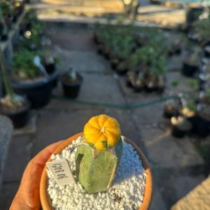 1208 06 Cacto Astrophytum Asteria Variegata