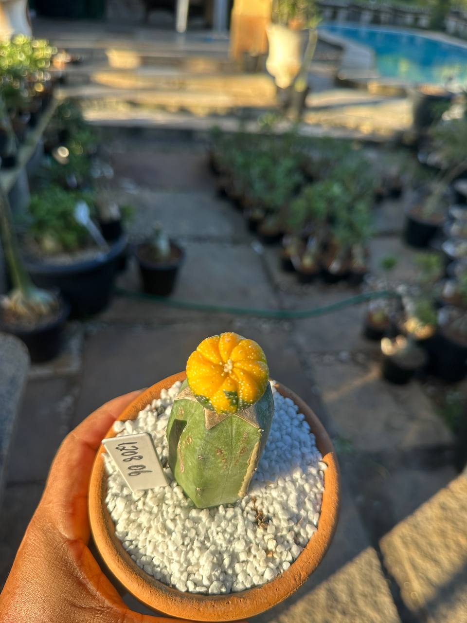 1208 06 Cacto Astrophytum Asteria Variegata