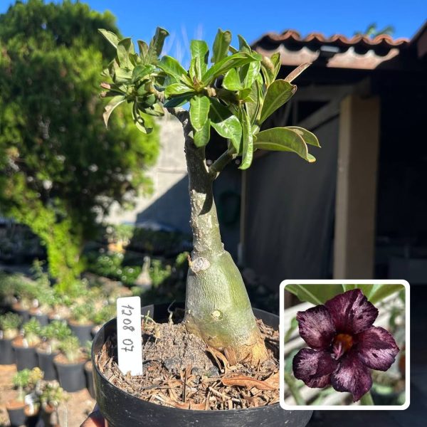 Big Caudex Brownie