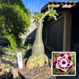 1208 10 Big Caudex Lys