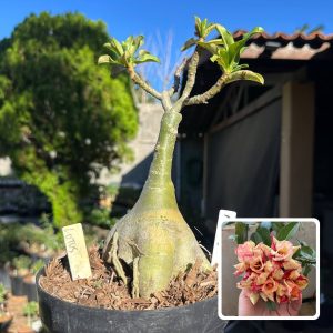1208 13 Big Caudex Lótus
