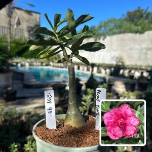 1208 93 Rosa do Deserto Peony Pink