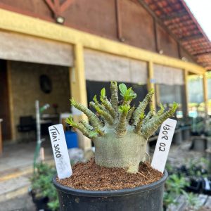 1308 02 Arabicum Thaí Soco F3