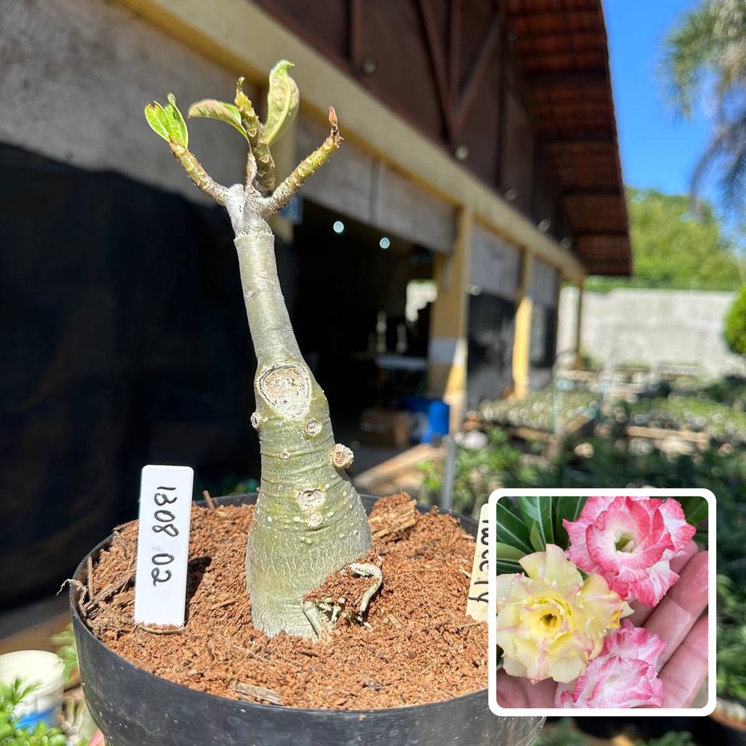 1308 02 Rosa do Deserto tweety (Leilão)