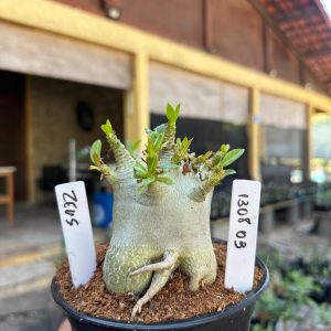 1308 03 Arabicum Zeus F3