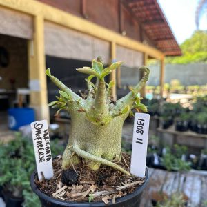 1308 11 Arabicum Dhofarense Tigrada F3