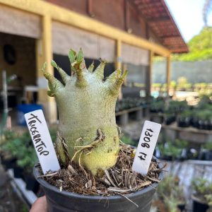 1308 17 Arabicum Triceratops F3