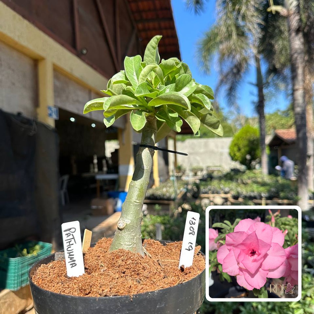 1308 19 Rosa do Deserto Pathumma (Leilão)